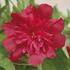 topolovka-ruzova-spring-celebrities-rose.jpg