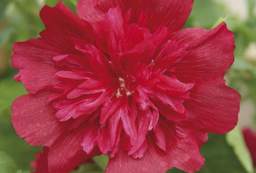 Topolovka růžová 'Spring Celebrities Rose' - Alcea rosea 'Spring Celebrities Rose'