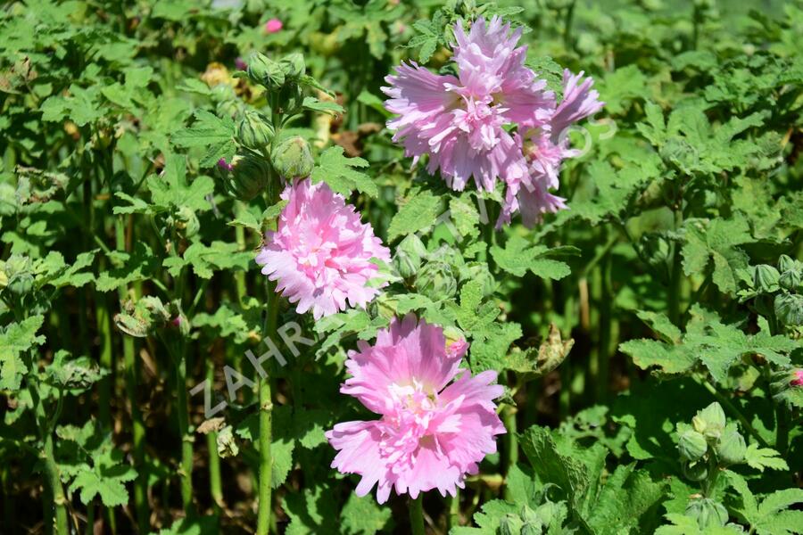 Topolovka růžová 'Spring Celebrities Pink' - Alcea rosea 'Spring Celebrities Pink'