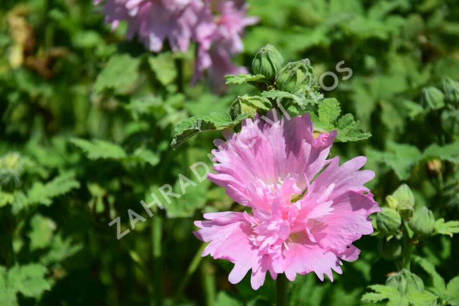Topolovka růžová 'Spring Celebrities Pink' - Alcea rosea 'Spring Celebrities Pink'