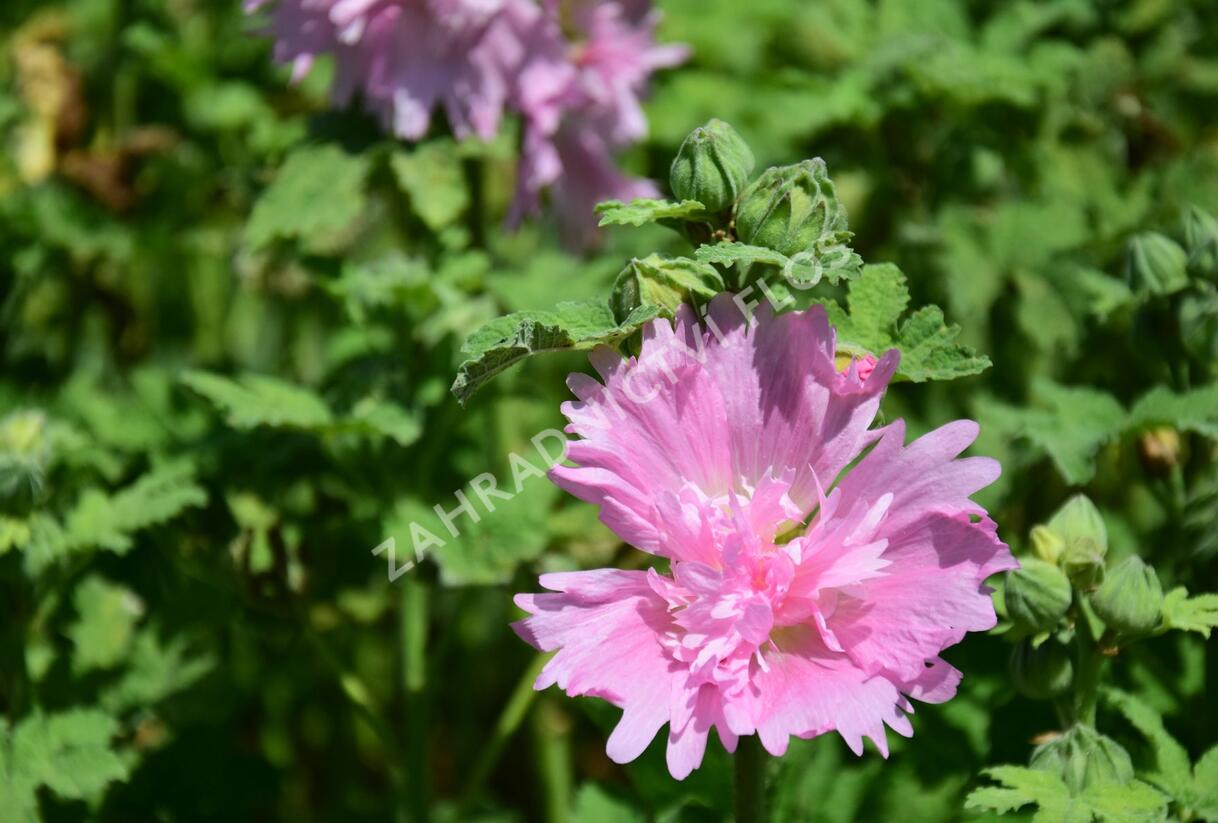 Topolovka růžová 'Spring Celebrities Pink' - Alcea rosea 'Spring Celebrities Pink'