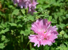 Topolovka růžová 'Spring Celebrities Pink' - Alcea rosea 'Spring Celebrities Pink'