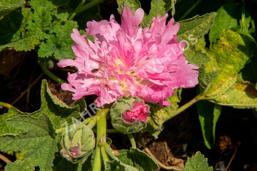 Topolovka růžová 'Spring Celebrities Pink' - Alcea rosea 'Spring Celebrities Pink'