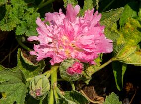 Topolovka růžová 'Spring Celebrities Pink' - Alcea rosea 'Spring Celebrities Pink'