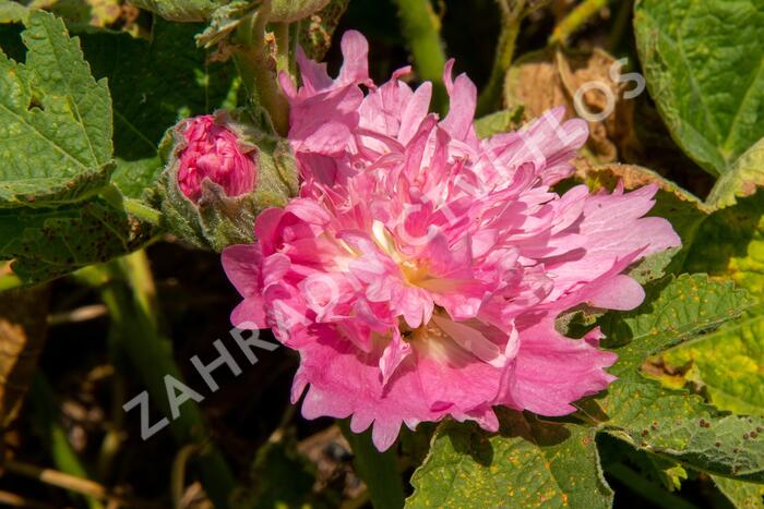 Topolovka růžová 'Spring Celebrities Pink' - Alcea rosea 'Spring Celebrities Pink'