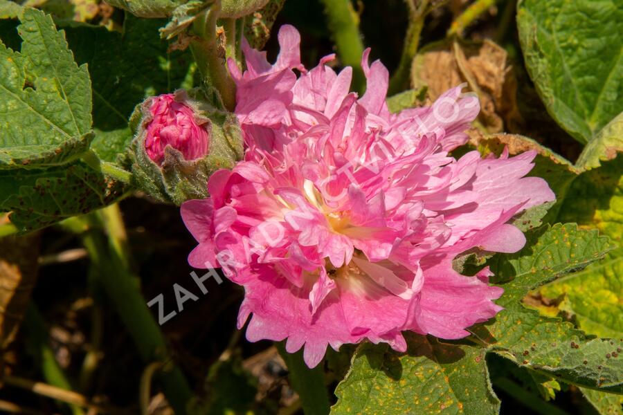 Topolovka růžová 'Spring Celebrities Pink' - Alcea rosea 'Spring Celebrities Pink'