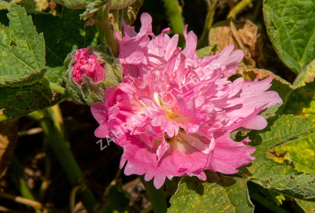 Topolovka růžová 'Spring Celebrities Pink' - Alcea rosea 'Spring Celebrities Pink'