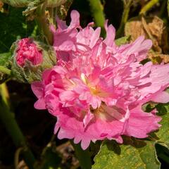 Topolovka růžová 'Spring Celebrities Pink' - Alcea rosea 'Spring Celebrities Pink'