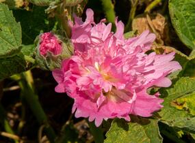 Topolovka růžová 'Spring Celebrities Pink' - Alcea rosea 'Spring Celebrities Pink'