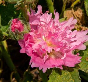 Topolovka růžová 'Spring Celebrities Pink' - Alcea rosea 'Spring Celebrities Pink'