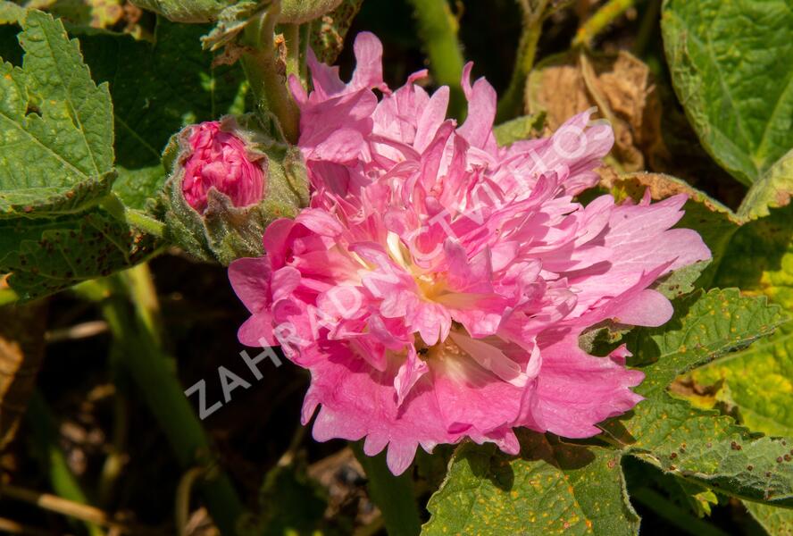 Topolovka růžová 'Spring Celebrities Pink' - Alcea rosea 'Spring Celebrities Pink'