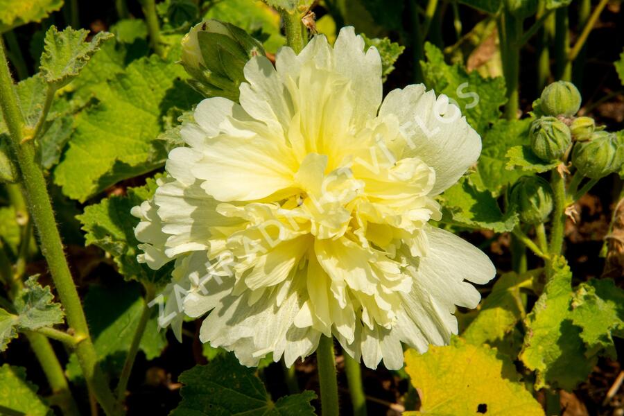 Topolovka růžová 'Spring Celebrities Lemon' - Alcea rosea 'Spring Celebrities Lemon'