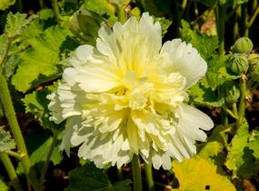 Topolovka růžová 'Spring Celebrities Lemon' - Alcea rosea 'Spring Celebrities Lemon'