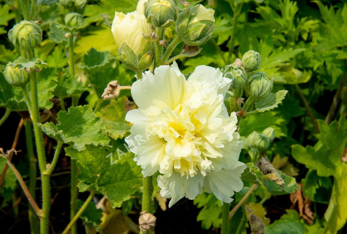 Topolovka růžová 'Spring Celebrities Lemon' - Alcea rosea 'Spring Celebrities Lemon'