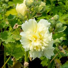 Topolovka růžová 'Spring Celebrities Lemon' - Alcea rosea 'Spring Celebrities Lemon'