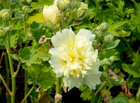 Topolovka růžová 'Spring Celebrities Lemon' - Alcea rosea 'Spring Celebrities Lemon'