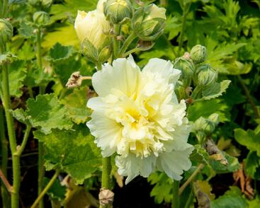 Topolovka růžová 'Spring Celebrities Lemon'