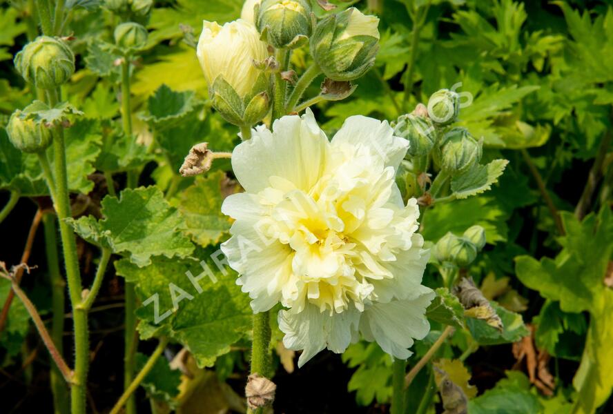 Topolovka růžová 'Spring Celebrities Lemon' - Alcea rosea 'Spring Celebrities Lemon'