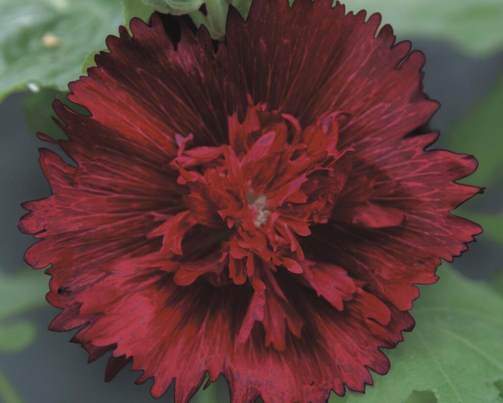 Topolovka růžová 'Spring Celebrities Crimson' - Alcea rosea 'Spring Celebrities Crimson'