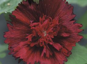 Topolovka růžová 'Spring Celebrities Crimson' - Alcea rosea 'Spring Celebrities Crimson'
