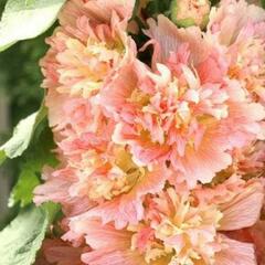 Topolovka růžová 'Spring Celebrities Apricot' - Alcea rosea 'Spring Celebrities Apricot'