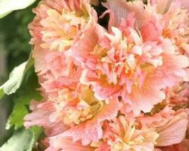 Topolovka růžová 'Spring Celebrities Apricot'