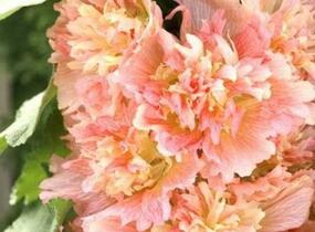 Topolovka růžová 'Spring Celebrities Apricot' - Alcea rosea 'Spring Celebrities Apricot'
