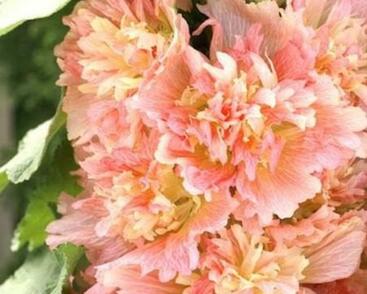 Topolovka růžová 'Spring Celebrities Apricot'