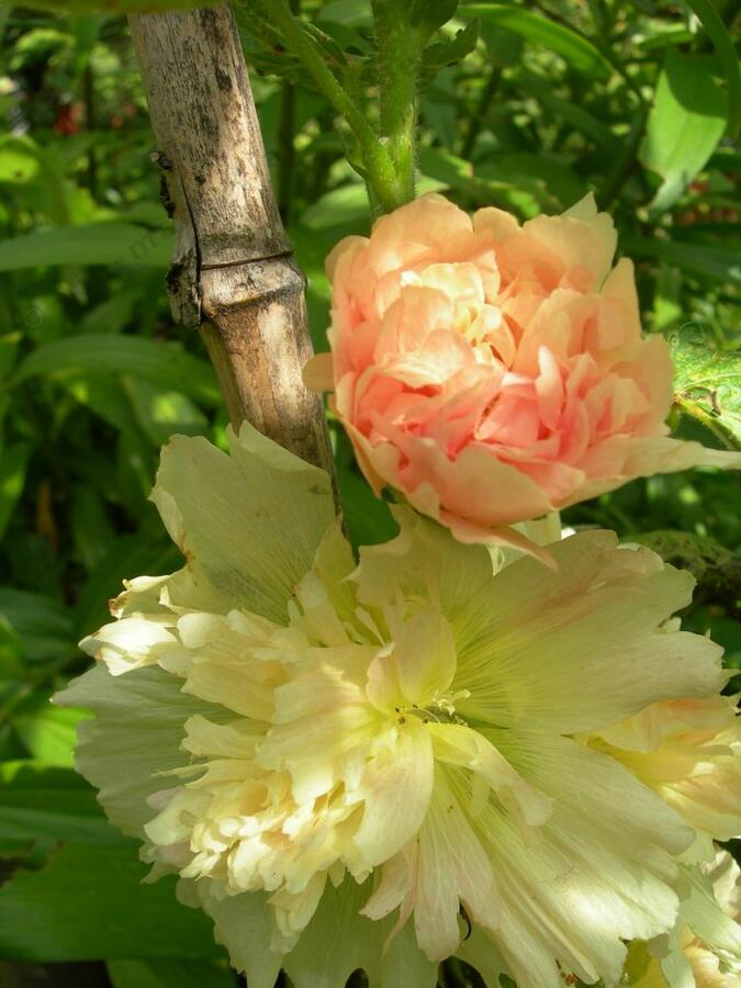 Topolovka růžová 'Spring Celebrities Apricot' - Alcea rosea 'Spring Celebrities Apricot'