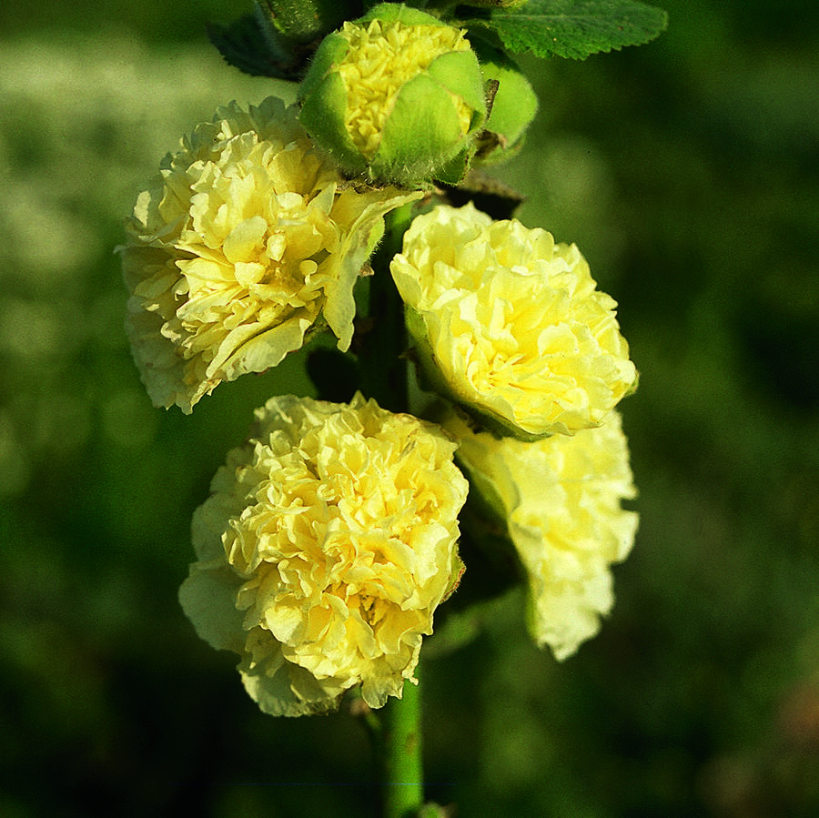 Topolovka růžová 'Chater's Yellow' - Alcea rosea plena 'Chater's Yellow'