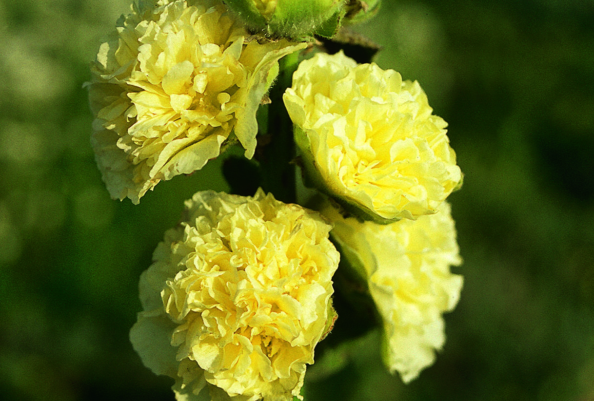 Topolovka růžová 'Chater's Yellow' - Alcea rosea plena 'Chater's Yellow'