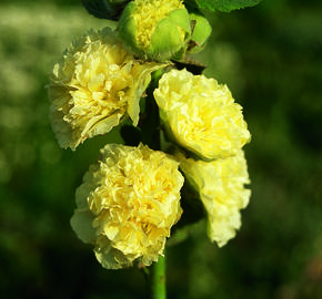 Topolovka růžová 'Chater's Yellow' - Alcea rosea plena 'Chater's Yellow'