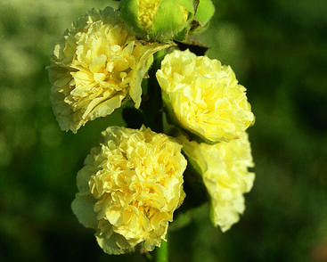 Topolovka růžová 'Chater's Yellow'