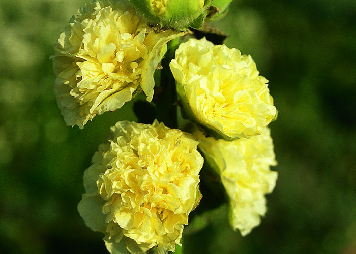 Topolovka růžová 'Chater's Yellow' - Alcea rosea plena 'Chater's Yellow'