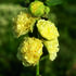 topolovka-ruzova-chater-s-yellow.jpg