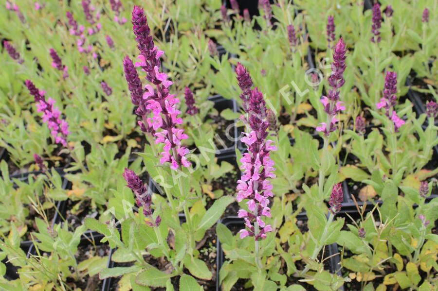 Šalvěj nádherná 'New Dimensions Rose' - Salvia superba 'New Dimensions Rose'