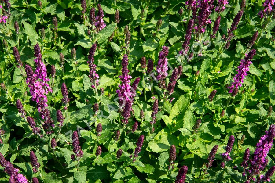 Šalvěj nádherná 'New Dimensions Rose' - Salvia superba 'New Dimensions Rose'