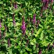 Šalvěj nádherná 'New Dimensions Rose' - Salvia superba 'New Dimensions Rose'