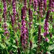Šalvěj nádherná 'New Dimensions Rose' - Salvia superba 'New Dimensions Rose'