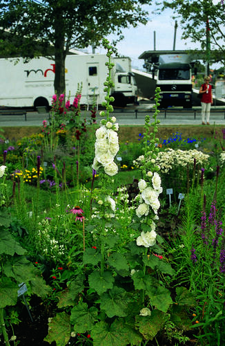 Topolovka růžová 'Chater's White' - Alcea rosea plena 'Chater's White'