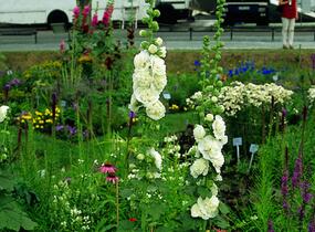 Topolovka růžová 'Chater's White' - Alcea rosea plena 'Chater's White'