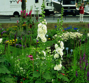 Topolovka růžová 'Chater's White' - Alcea rosea plena 'Chater's White'