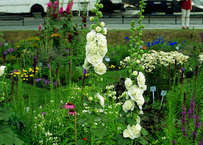 Topolovka růžová 'Chater's White' - Alcea rosea plena 'Chater's White'