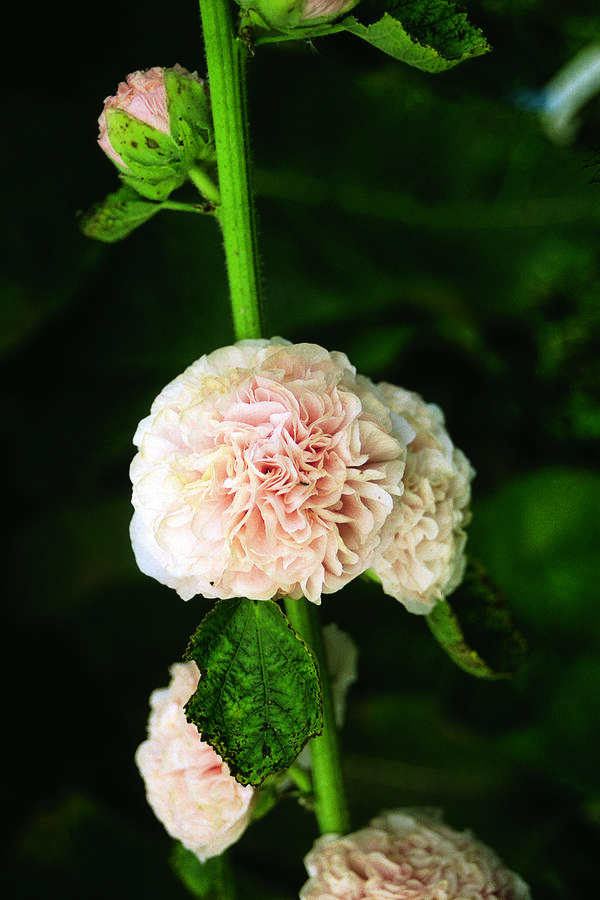 Topolovka růžová 'Chater's Rose' - Alcea rosea plena 'Chater's Rose'