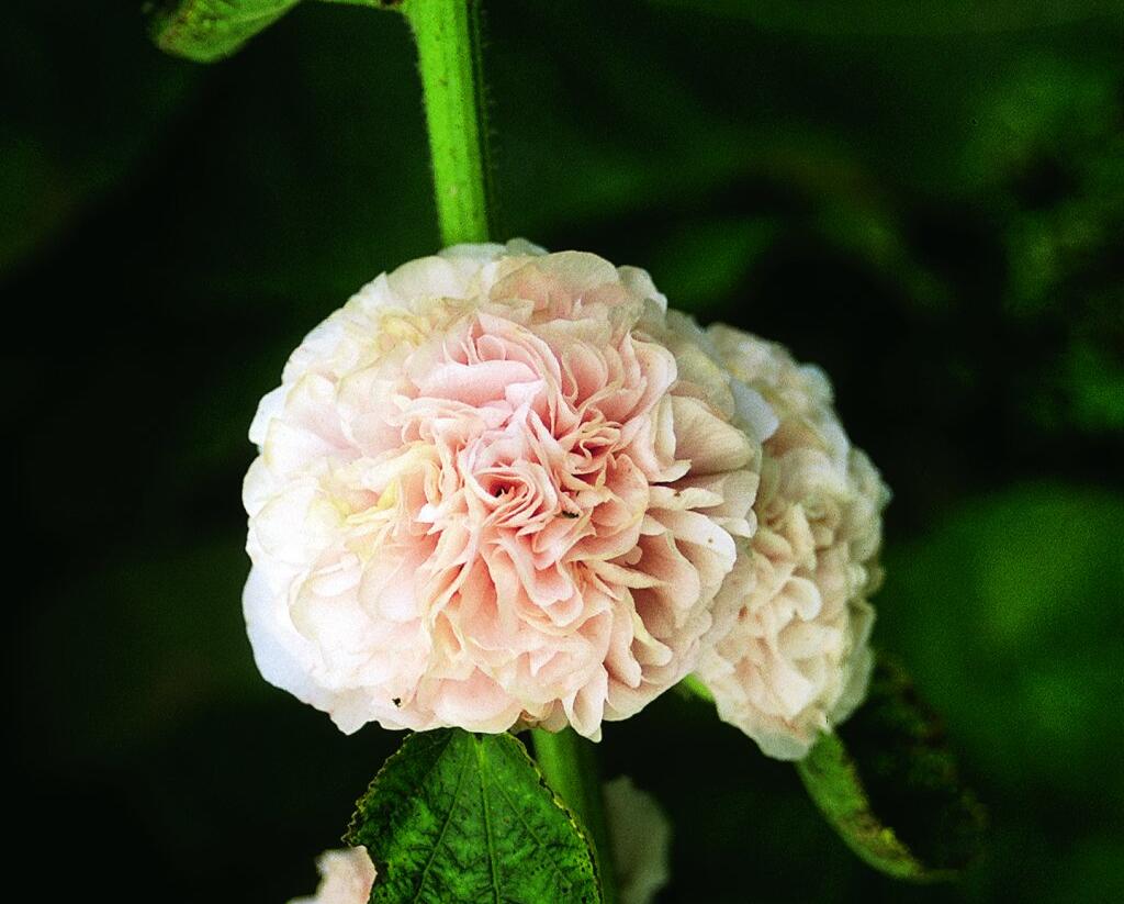 Topolovka růžová 'Chater's Rose' - Alcea rosea plena 'Chater's Rose'