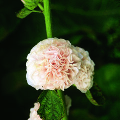 Topolovka růžová 'Chater's Rose' - Alcea rosea plena 'Chater's Rose'