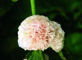 Topolovka růžová 'Chater's Rose' - Alcea rosea plena 'Chater's Rose'