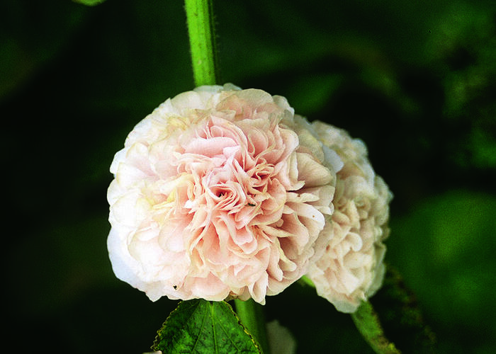 Topolovka růžová 'Chater's Rose' - Alcea rosea plena 'Chater's Rose'