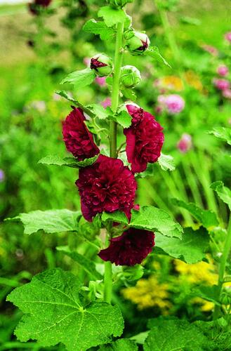 Topolovka růžová 'Chater's Red' - Alcea rosea plena 'Chater's Red'