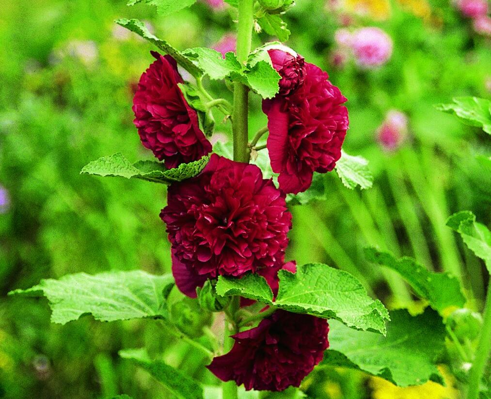 Topolovka růžová 'Chater's Red' - Alcea rosea plena 'Chater's Red'